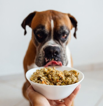 Alimentação natural para pets