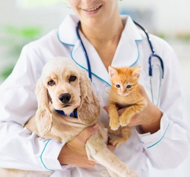 Check-up nos pets