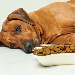 Distúrbios gastrointestinais e digestivos em cães e gatos