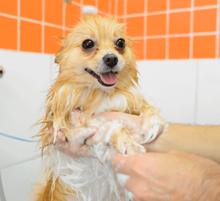 05/02/2024 Cuidados com nossos pets