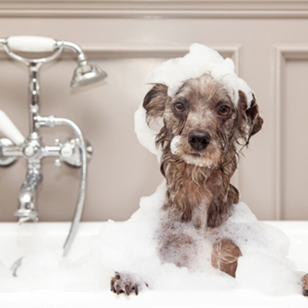 Como fazer para dar banho no seu cachorro nesses dias chuvosos?