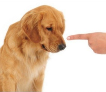 Não use técnicas punitivas com seus pets