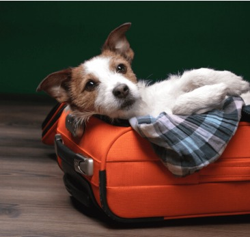 Férias com seus pets