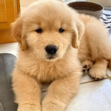 Cuidados com filhotes