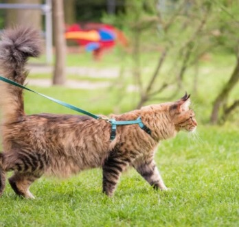 Gatos com coleiras e guias