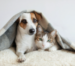 Dia de finados e pets