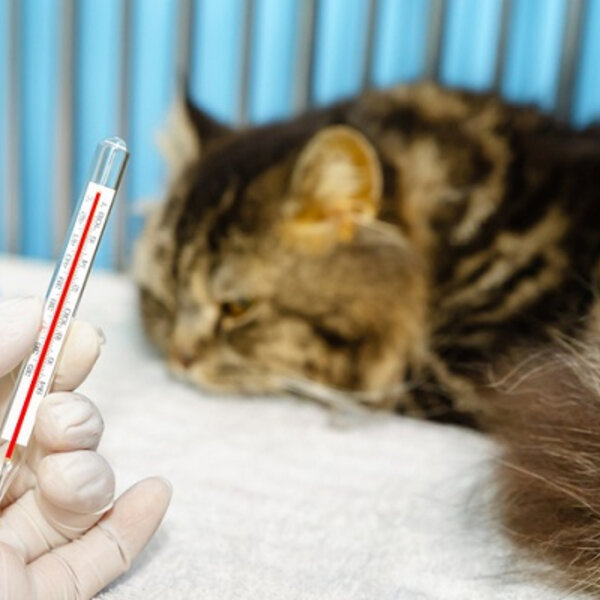 Como saber se um cão e/ou gato estão com febre?