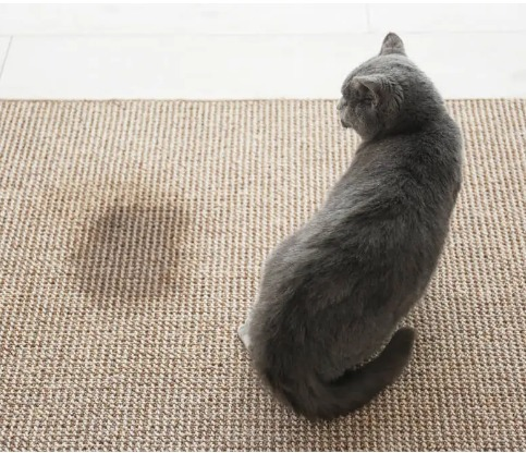 Gato fazendo xixi fora da caixa