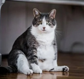 Obesidade em animais