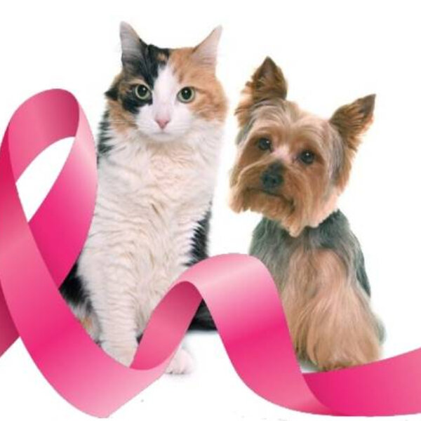 Aproveite o Outubro Rosa e previna o câncer de mama na sua cadela ou gata