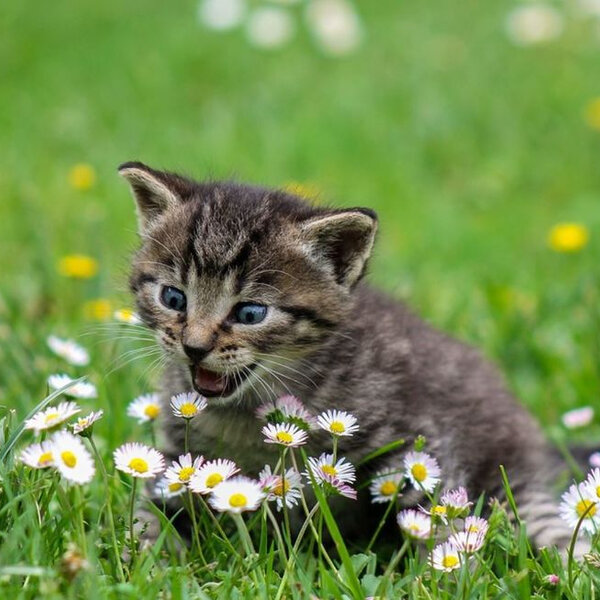 Você sabia que a primavera pode propiciar um aumento nos casos de alergia do seu pet?