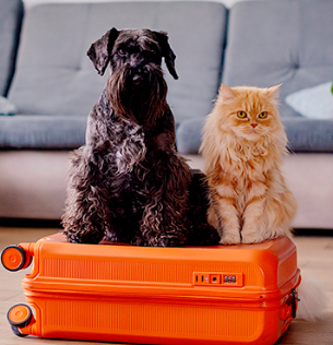 Viagens com os PETS