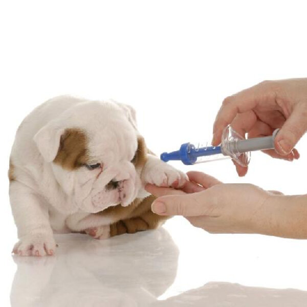 Hoje, 28 de setembro, é Dia Mundial da Luta Contra a Raiva. Aproveite a data e veja se seu pet está com a vacinação em dia!