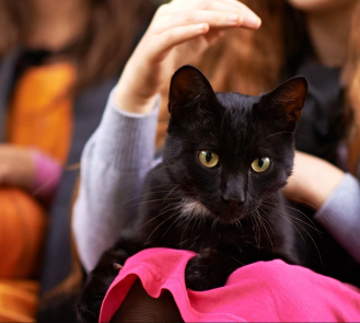 31/10/2023 Dia das Bruxas e a relação com os gatos pretos