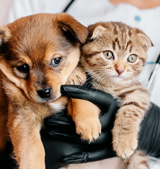 27/09/2023 Informações verídicas e atualizadas sobre os pets