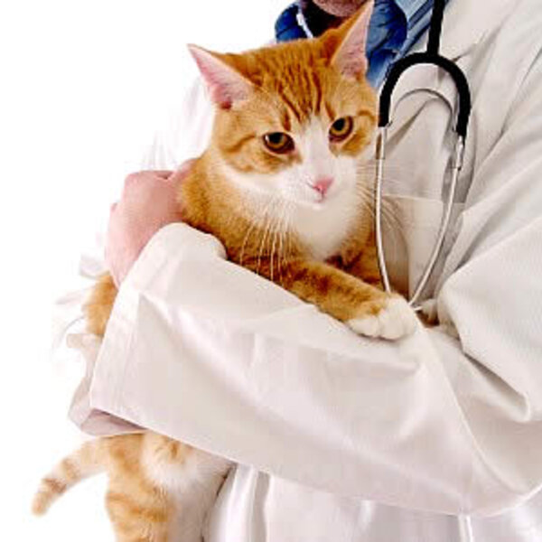 Você sabia que os cães e gatos podem ter doenças e sintomas em comum com o ser humano?
