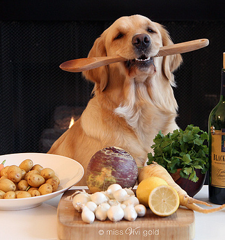 Alimentação natural de cães e gatos