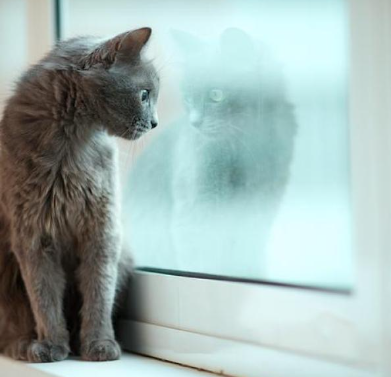 02/02/2024 Os gatos e as férias