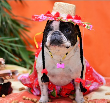 Os cuidados com os pets em época de festas juninas