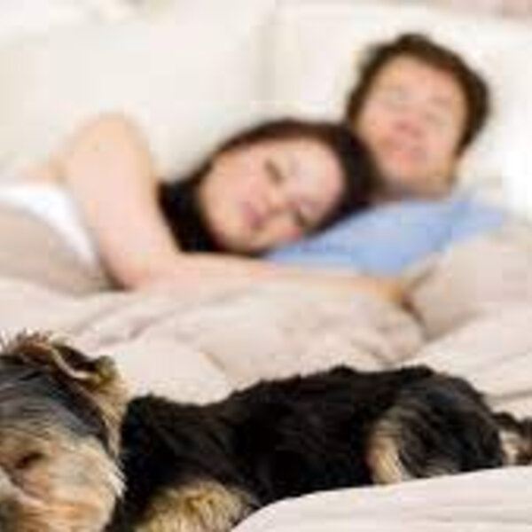 Você dorme com o seu gato ou cachorro na cama?