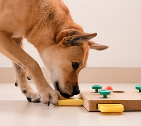 20/09/2023 Enriquecimento ambiental para os pets