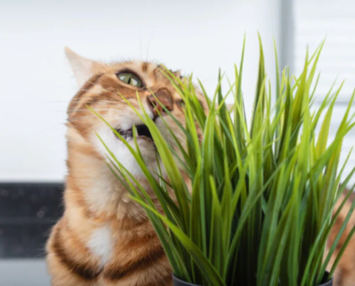 24/10/2023 Para que serve o catnip e como usar para o seu gato?