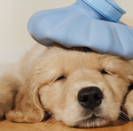 Tumores em pets