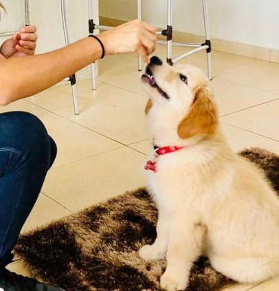 O que faz o veterinário comportamentalista