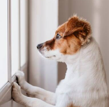 Pets que tem problemas com separação