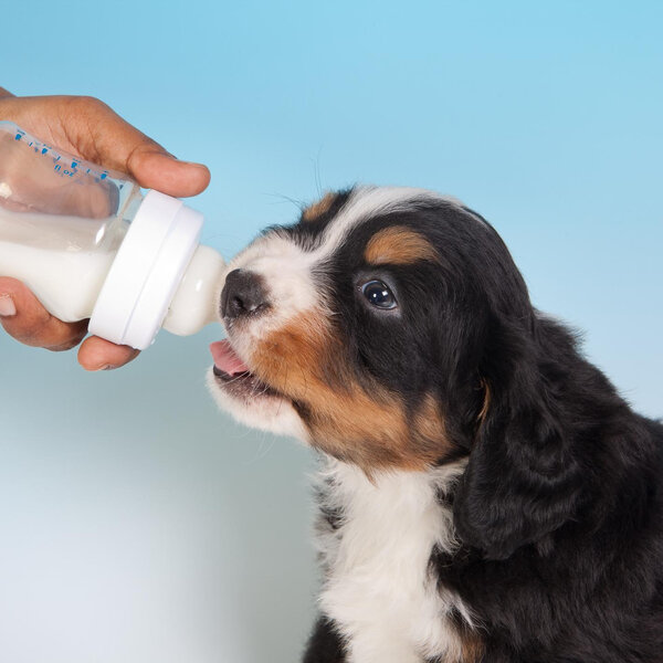 Os cachorros  podem tomar leite?