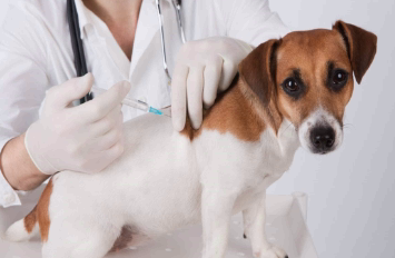 Vacinação em cães e gatos