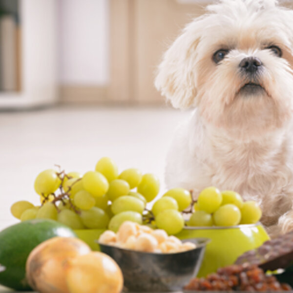 Saiba alguns dos alimentos que são tóxicos para os cães