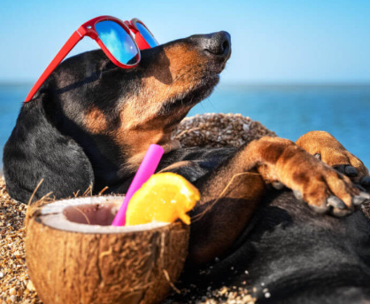 Cuidados com os pets no verão