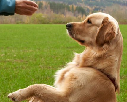27/12/2023 A importância da comunicação com os cães
