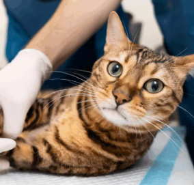 O que é o manejo de baixo estresse?