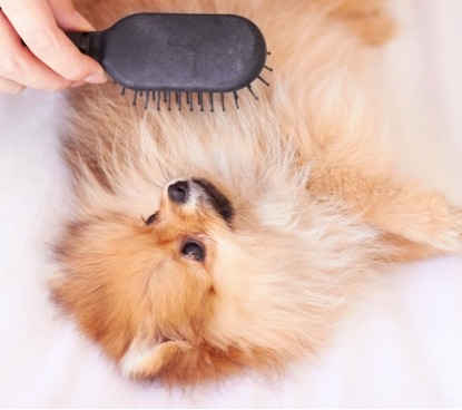 Importância da escovação dos pelos dos pets