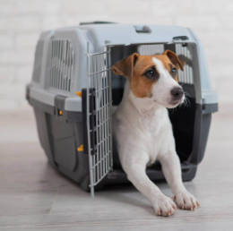 Transporte responsável para os animais