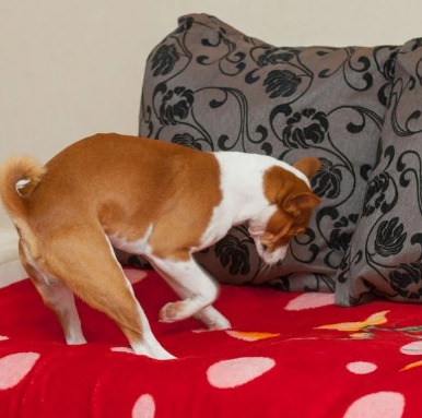 Comportamentos indesejados dos pets