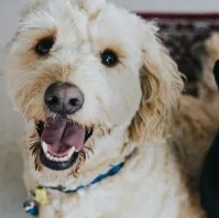 Fragilidade dos Pets