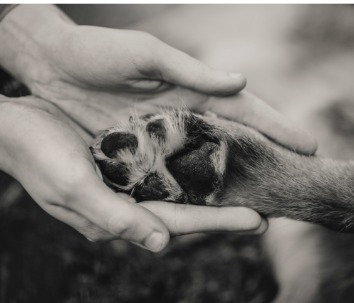 Luto pela perda de um animal de estimação