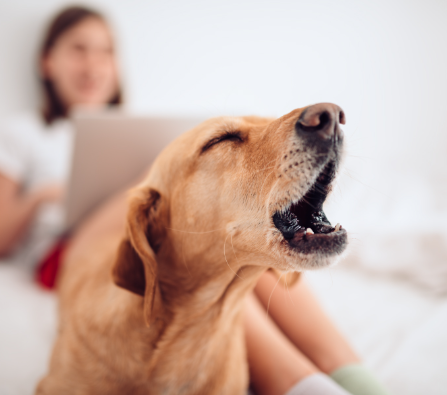 11/01/2023 Os latidos e a comunicação dos cães
