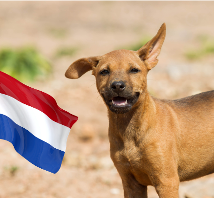 16/10/2023 Holanda consegue zerar o número de cachorros de rua