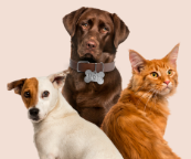 Problemas endócrinos nos pets