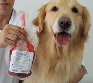 Doação de sague para pets
