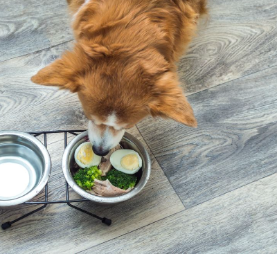 19/12/2023 Alimentos que os pets podem comer