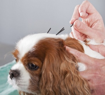 Cuidados paliativos veterinária