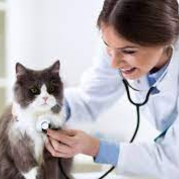 A importância do check up veterinário