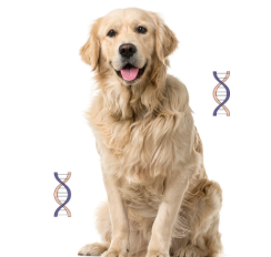 Genética dos pets