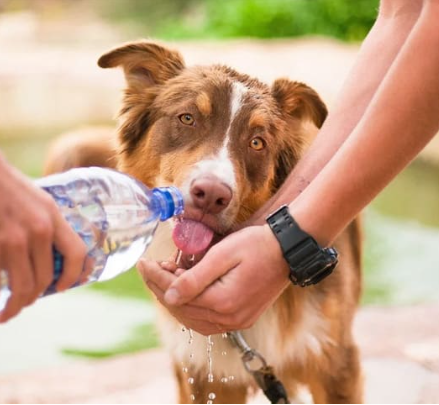 10/11/2023 O calor e os pets