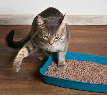 Banheiro ideal para o gato